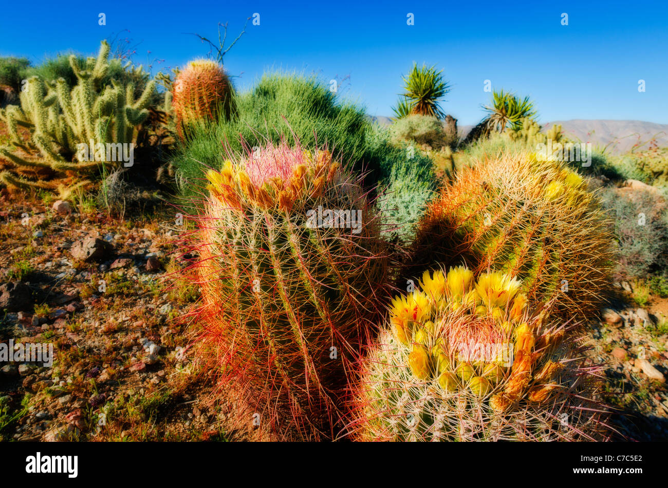 Barrel Cactus und Cholla in Plum Canyon, Anza-Borrego Desert State Park, Kalifornien USA Stockfoto