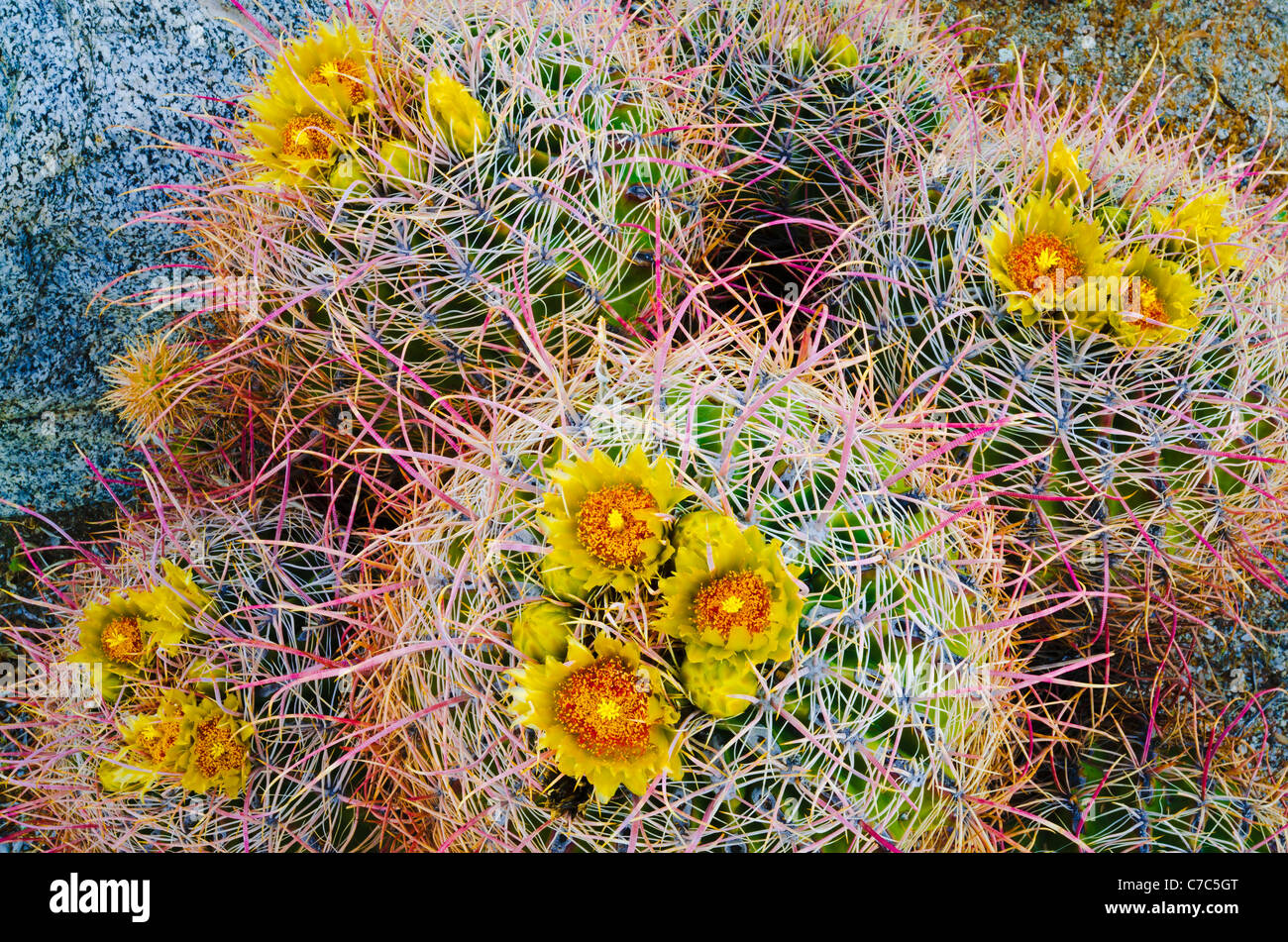 Fass-Kaktus in Blüte, Anza-Borrego Desert State Park, Kalifornien USA Stockfoto