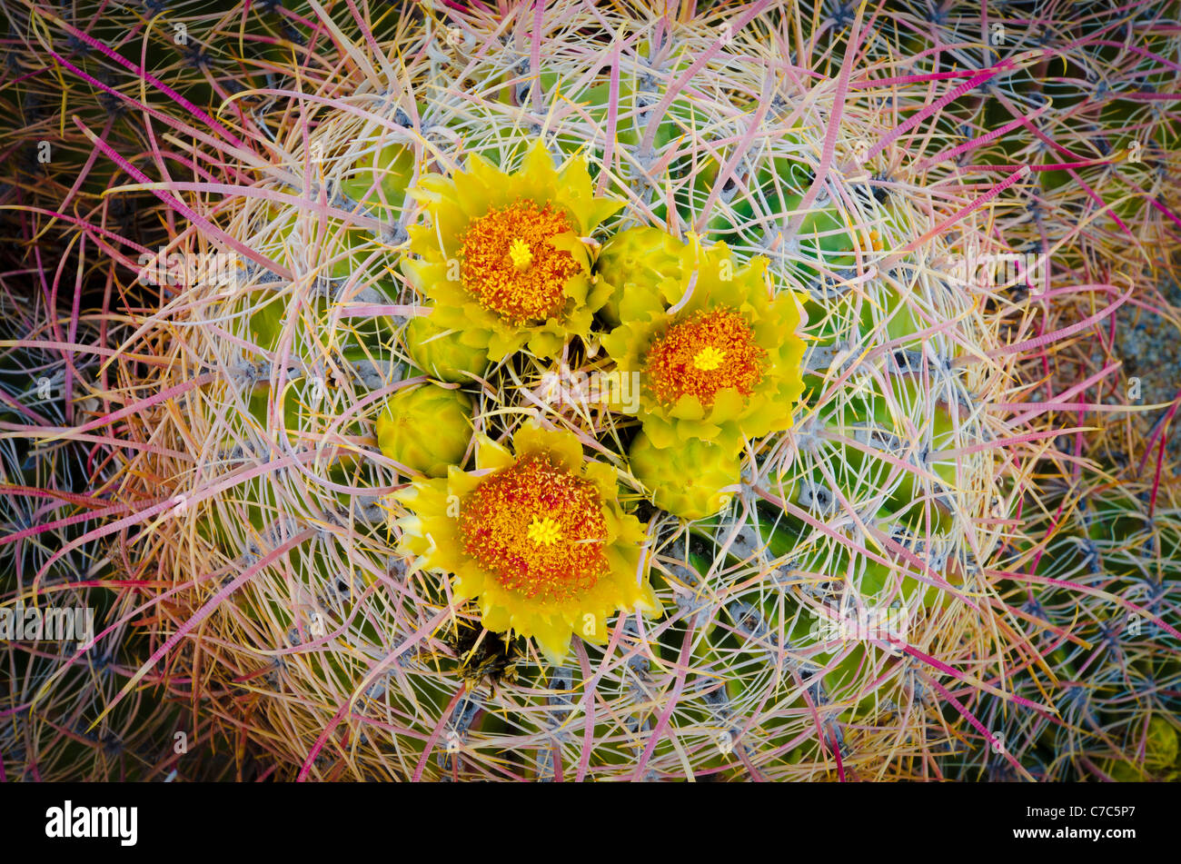 Fass-Kaktus in Blüte, Anza-Borrego Desert State Park, Kalifornien USA Stockfoto