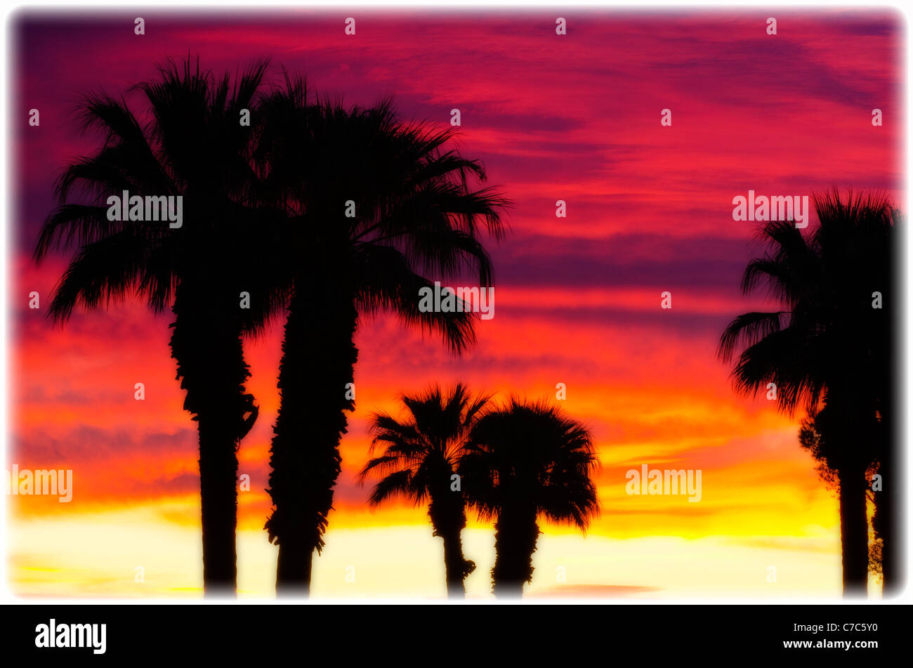 Silhouette Handflächen gegen Wolken bei Sonnenaufgang, Anza-Borrego Desert State Park, Kalifornien USA Stockfoto