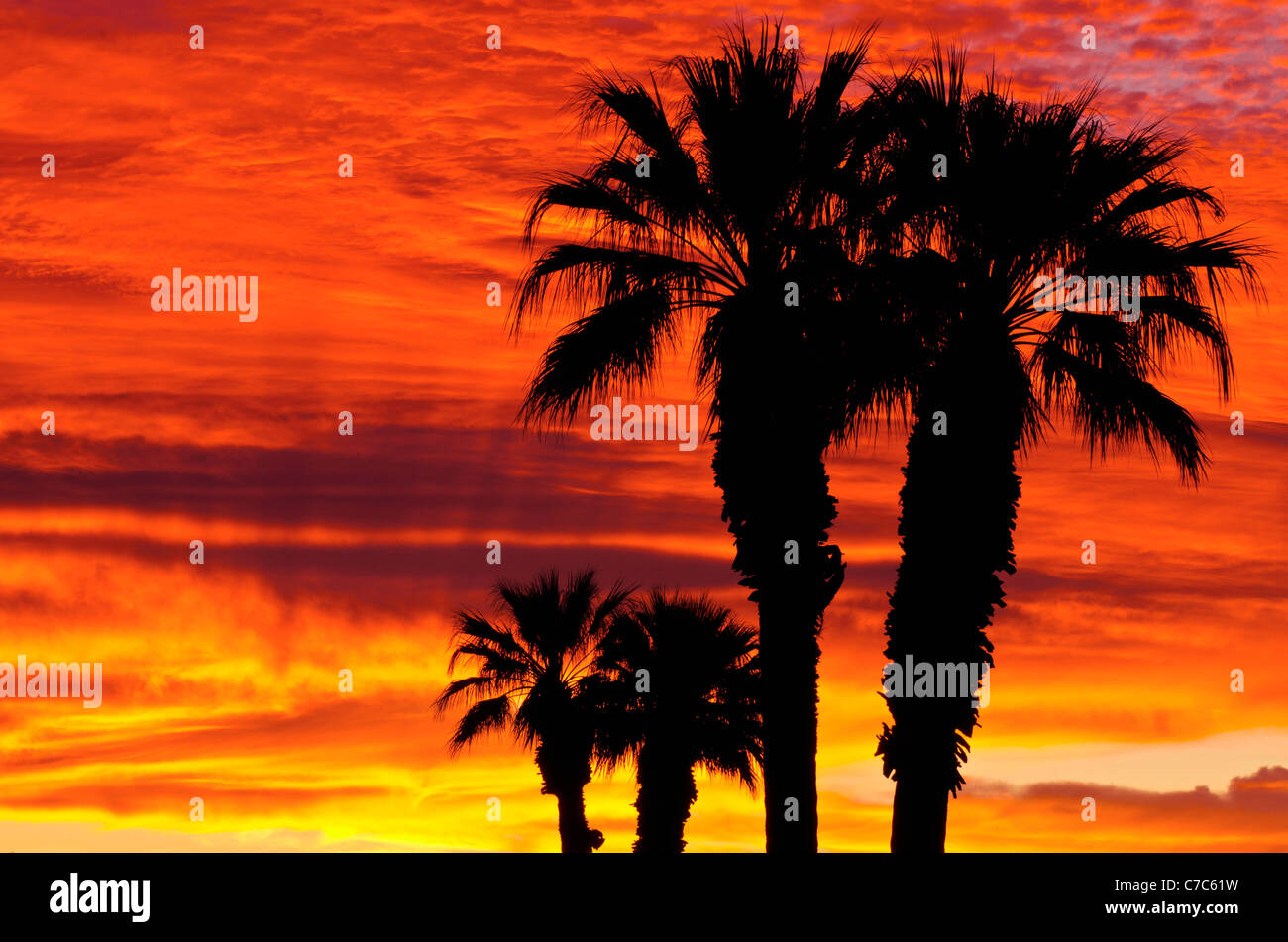 Silhouette Handflächen gegen Wolken bei Sonnenaufgang, Anza-Borrego Desert State Park, Kalifornien USA Stockfoto