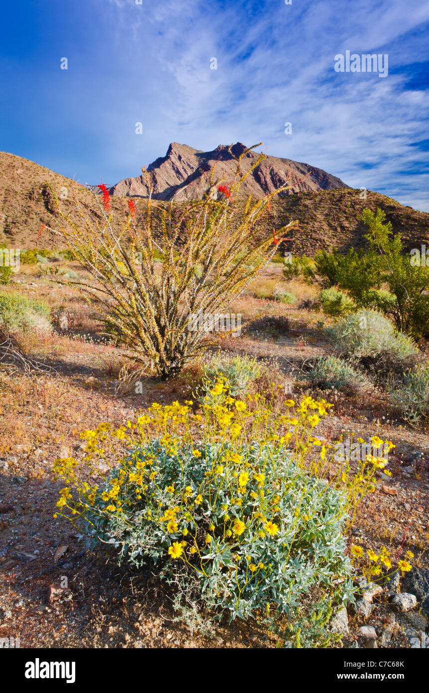 Brittlebush und Ocotillo unter Adenauer Peak, Anza-Borrego Desert State Park, Kalifornien USA Stockfoto