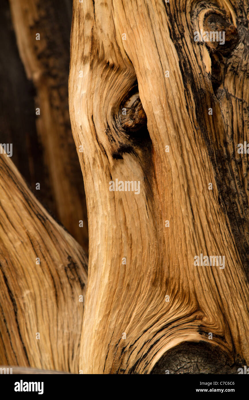 Ancient Bristlecone Pine Forest, Inyo National Forest, Kalifornien, USA Stockfoto