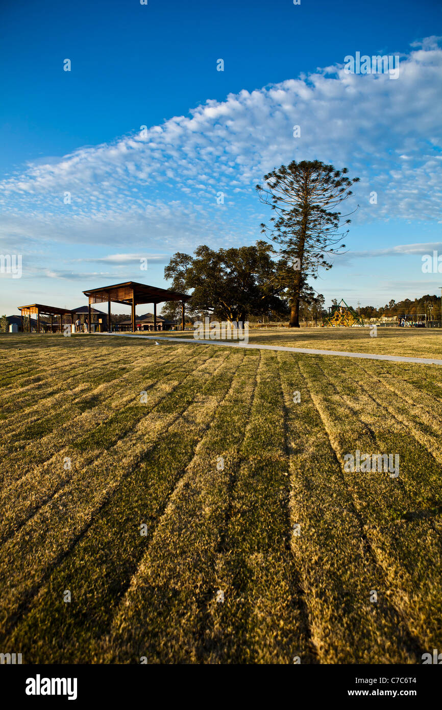 Neu verlegten Rasen mit einem Bunya Pine und Port Jackson Figur im Hintergrund Stockfoto