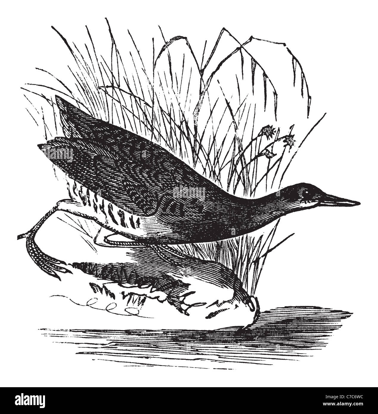 Rallus Elegans oder Schiene, King Vintage Gravur. Alten graviert Außenillustration Rallus Elegans warten außerhalb des Wassers. Stockfoto