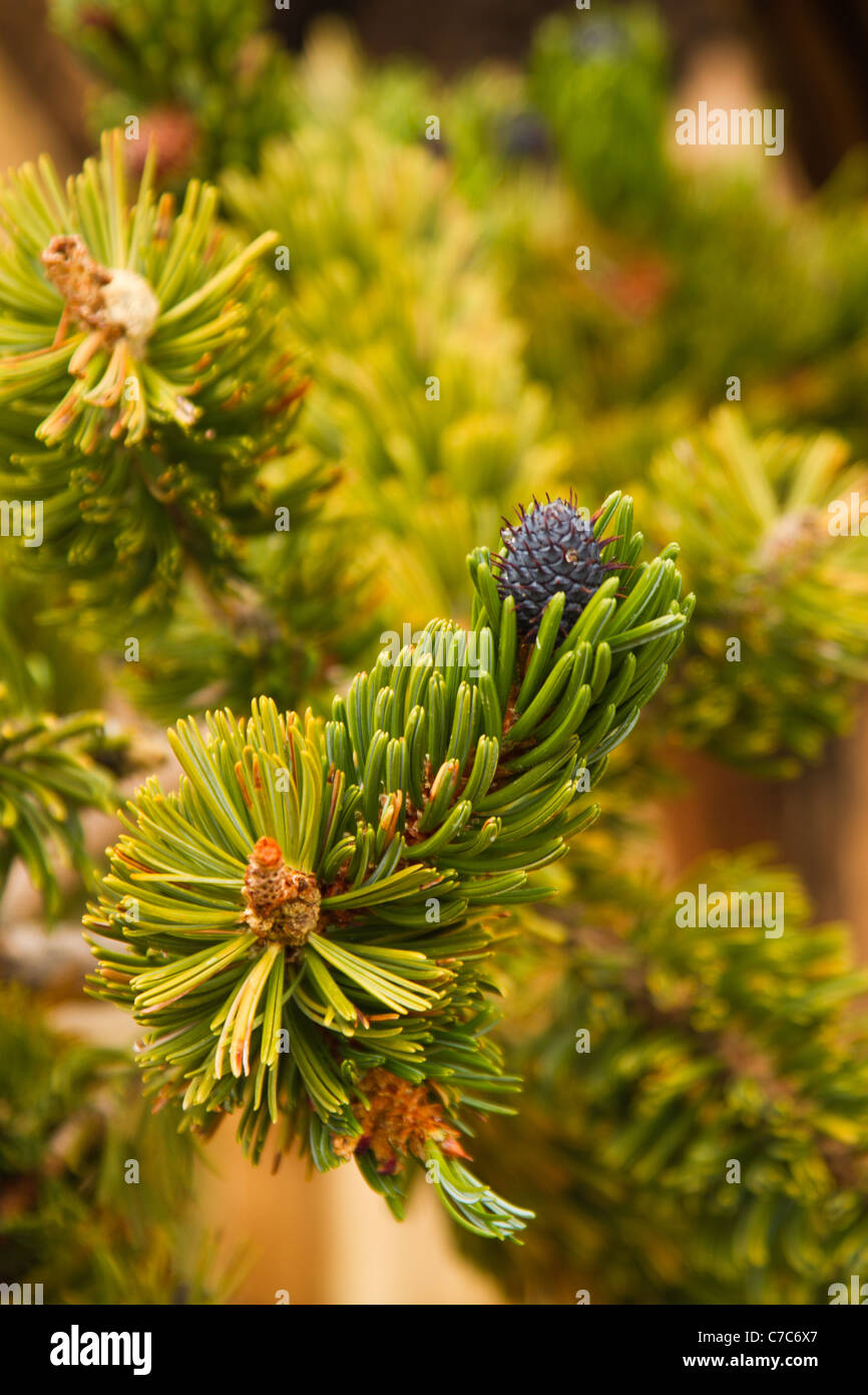 Ancient Bristlecone Pine Forest, Inyo National Forest, Kalifornien, USA Stockfoto