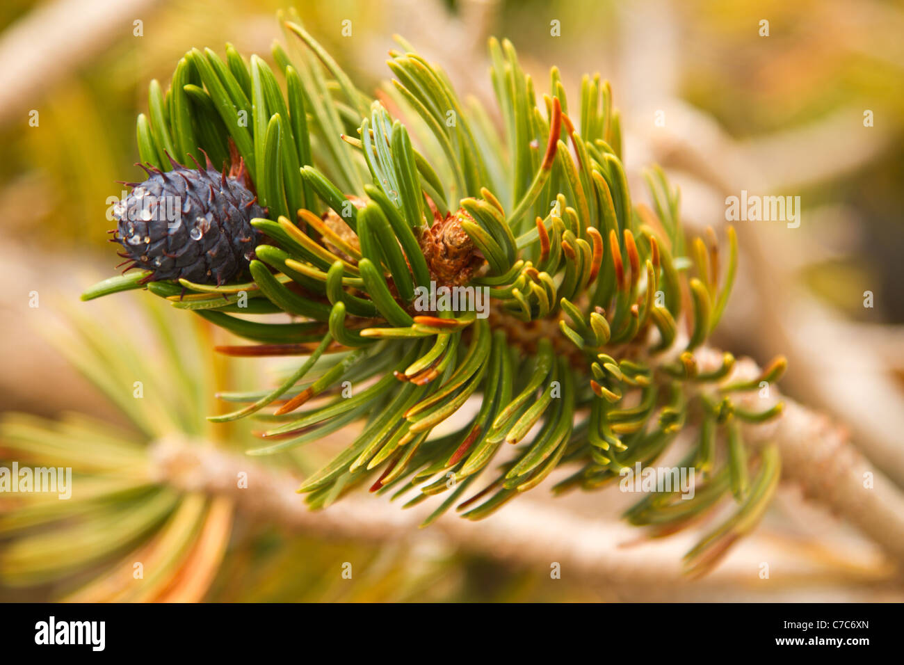 Ancient Bristlecone Pine Forest, Inyo National Forest, Kalifornien, USA Stockfoto