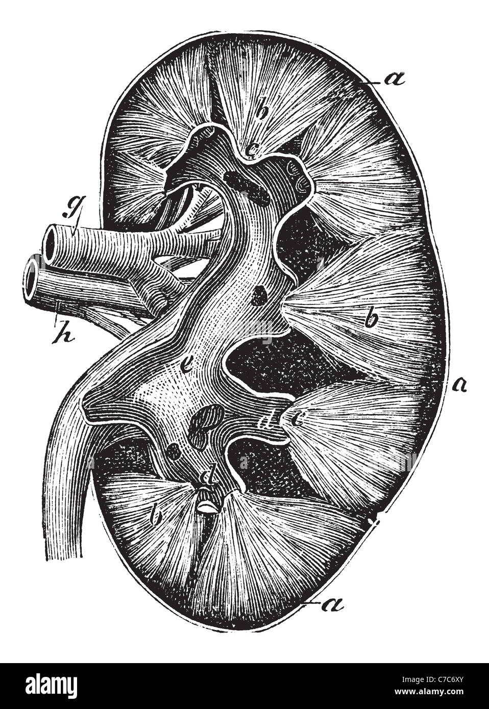 Menschliche Niere, Vintage-Gravur. Alte eingraviert Darstellung der menschlichen Nierenstruktur mit seiner funktionierenden Teile und deren Namen. Stockfoto
