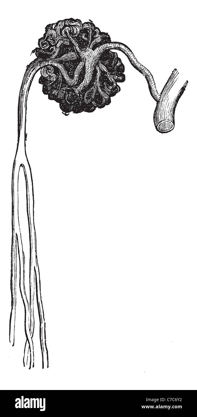 Malpighian Körper, Vintage-Gravur. Alte eingraviert Darstellung der Malpighian Karosseriestruktur mit seiner funktionierenden Teile. Stockfoto