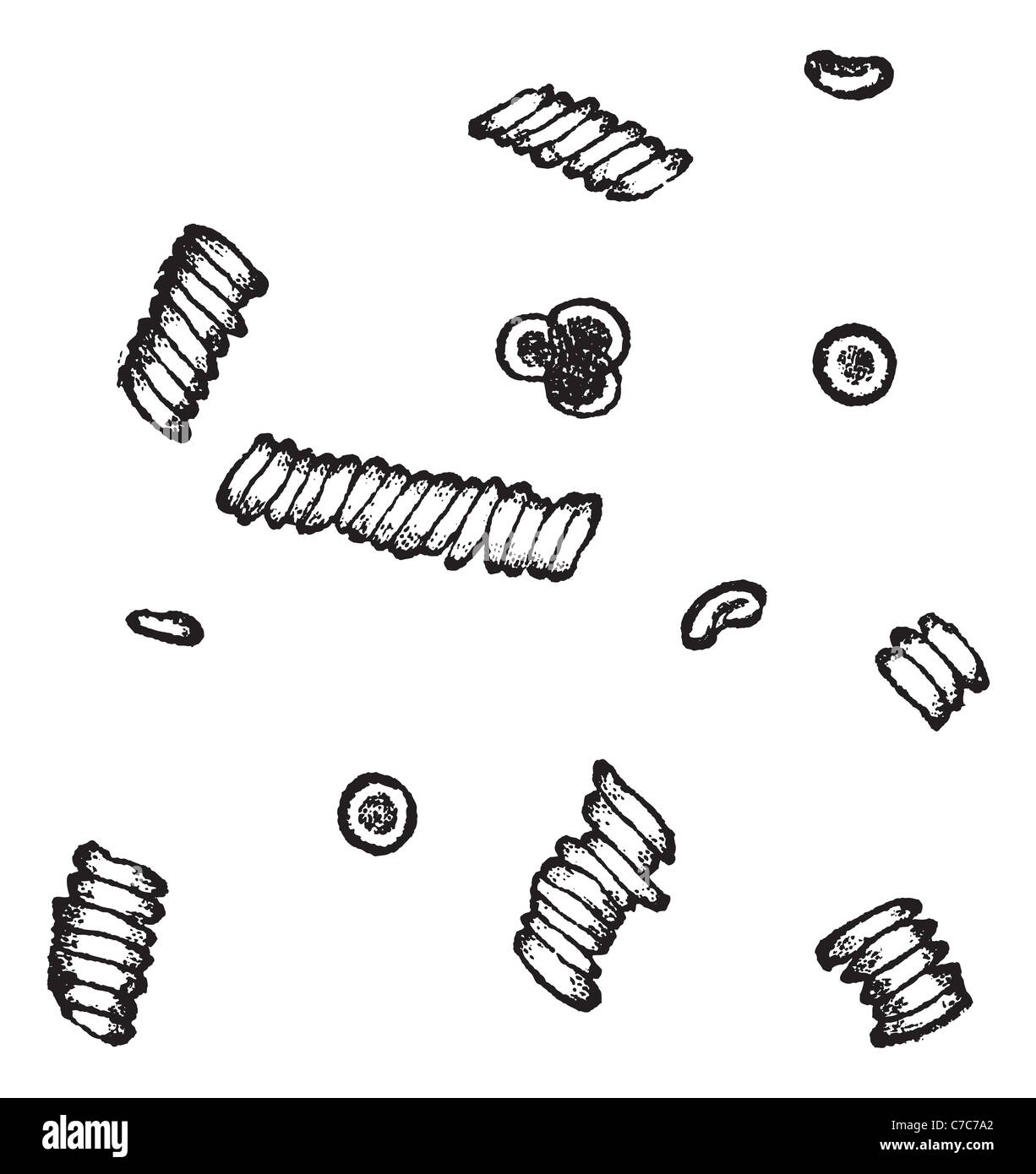 Koagulierten Erythrozyten, Vintage-Gravur. Alten graviert Abbildung der Coagulated roten Blutkörperchen isoliert auf einem weißen. Stockfoto