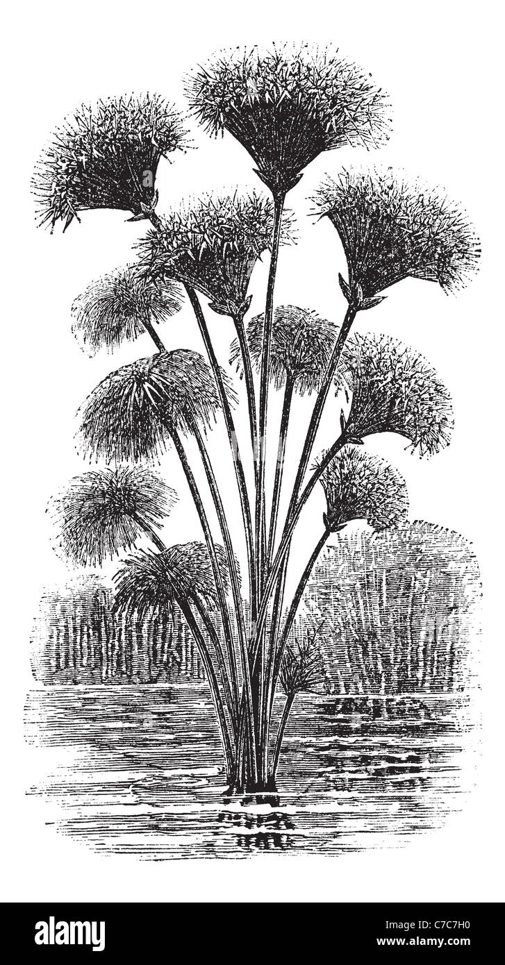 Papyrus Segge oder Cyperus Papyrus oder Papier Reed, Vintage-Gravur. Alten graviert Illustration des Papyrus Segge. Stockfoto