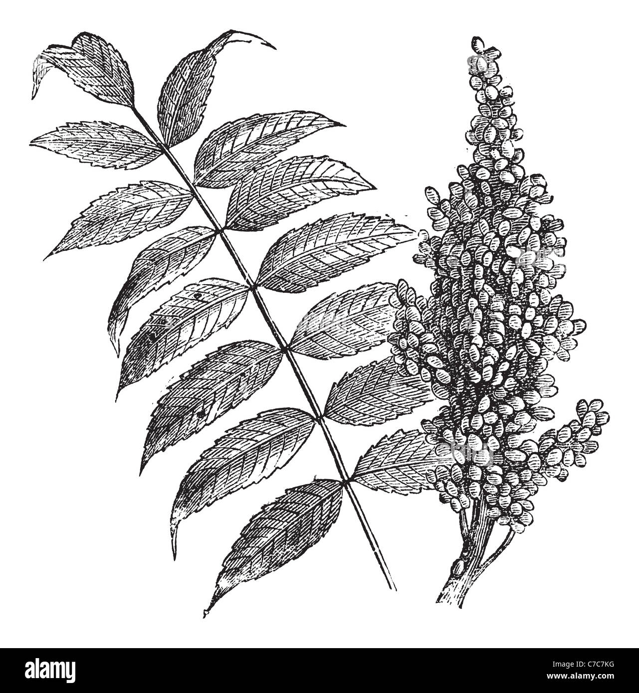 Glatter Sumach (Rhus Glabra), graviert Vintage Illustration. Frische Sumach Blätter und Beeren auf weiß. Stockfoto Glatter Sumach (Rhus Glabra), graviert Vintage Illustration. Frische Sumach Blätter und Beeren auf weiß. Stockfoto