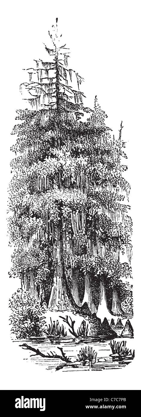 Taxodier Strophe (Taxodium Distichum), gravierte Vintage Illustration. Kahle Zypresse. Trousset Enzyklopädie (1886-1891). Stockfoto
