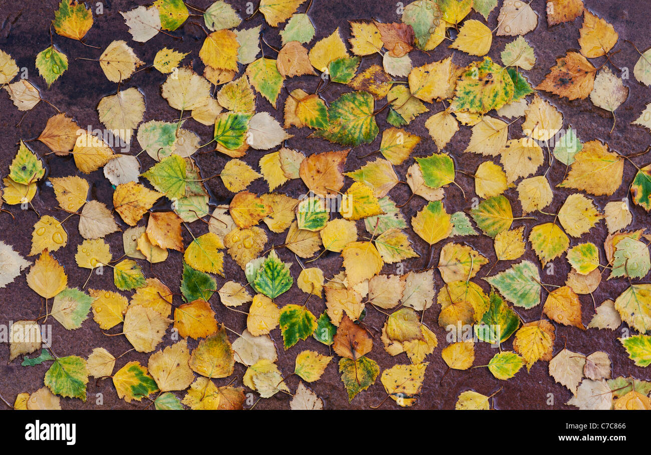 Betula Pendel. Silver Birch lässt auf einen nassen Weg im Herbst Stockfoto