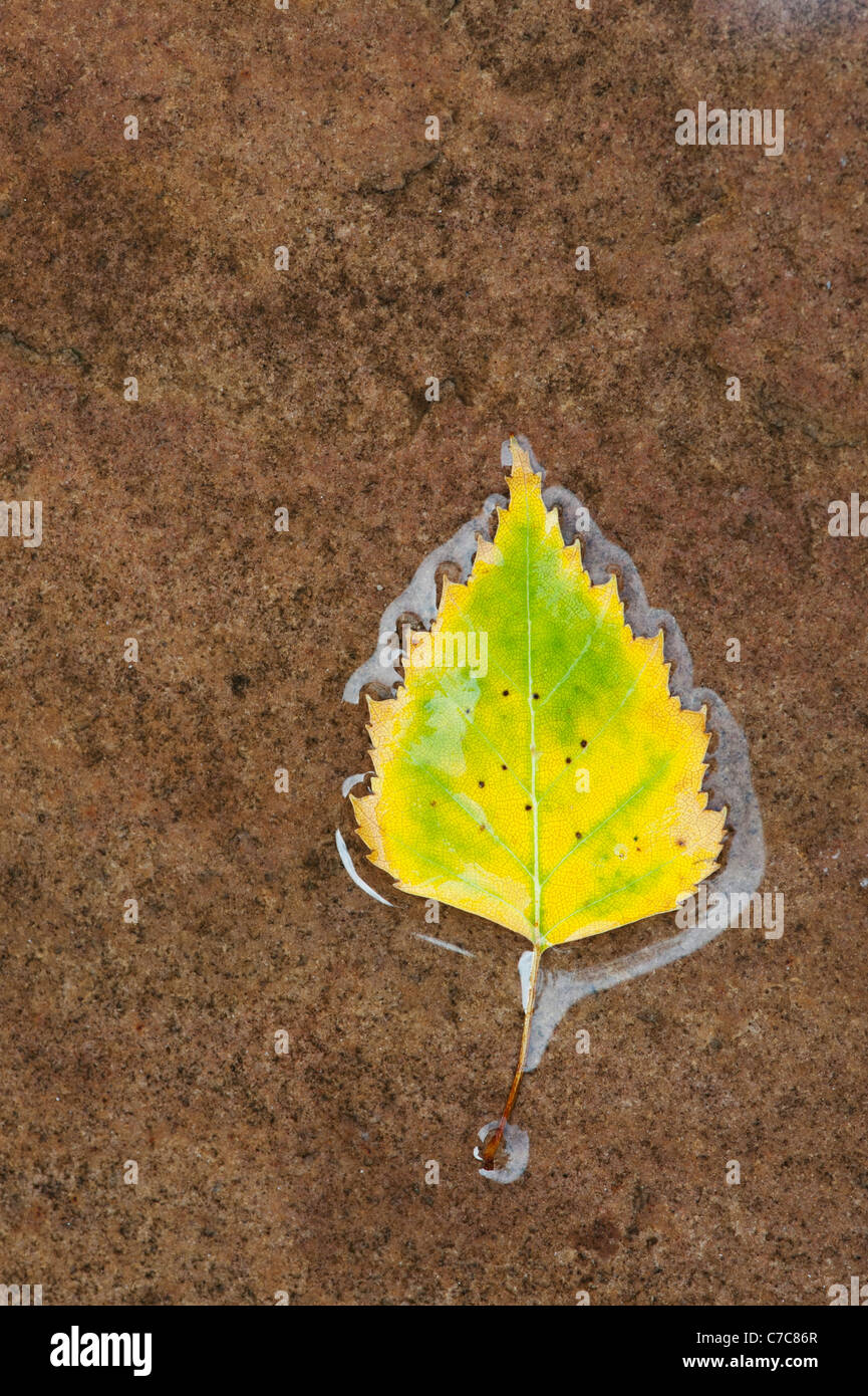 Betula Pendel. Silber Birkenblatt auf einem nassen Weg Stockfoto