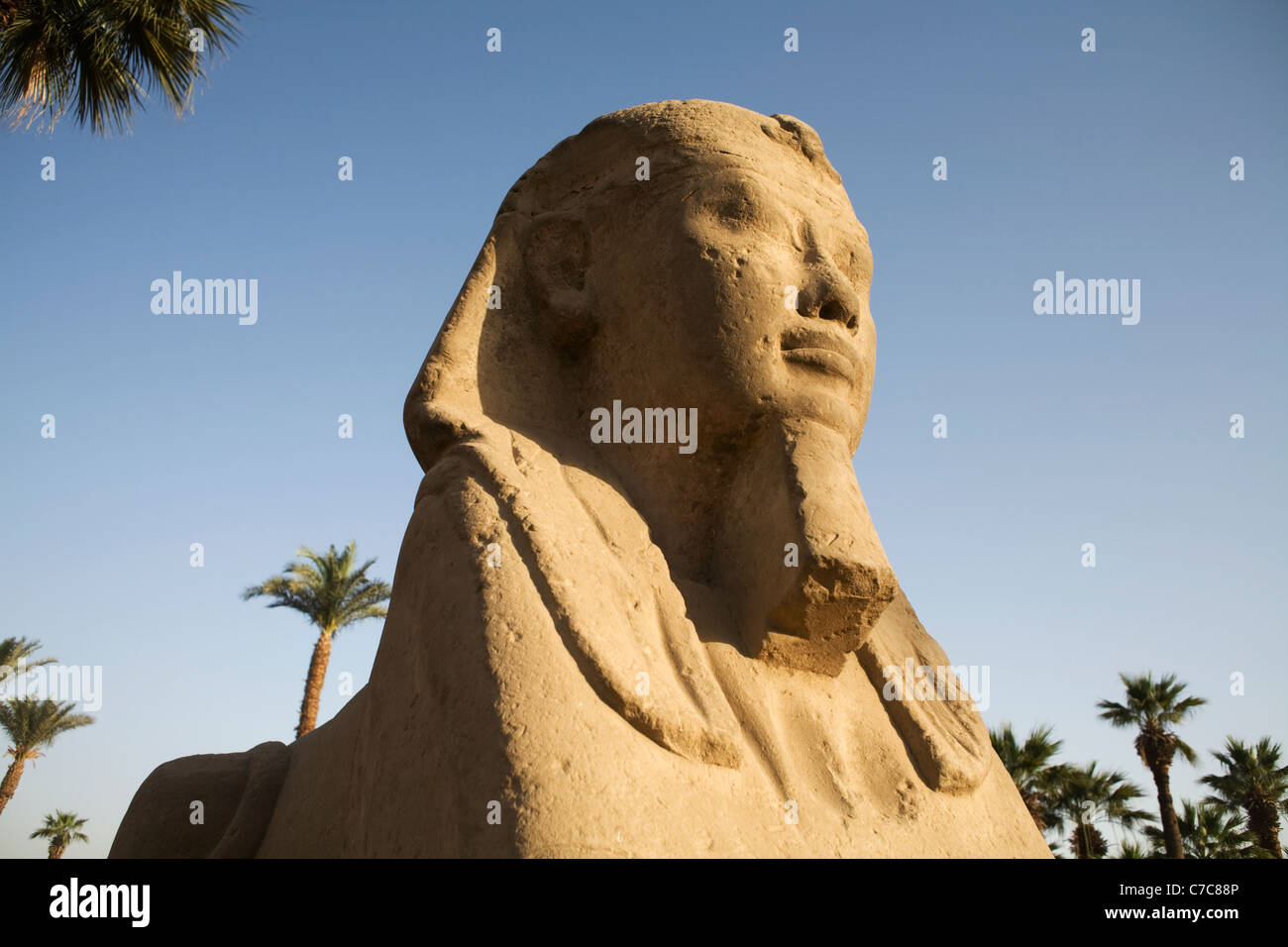 Allee der Sphinxe, Luxor-Tempel, Luxor, Ägypten Stockfoto