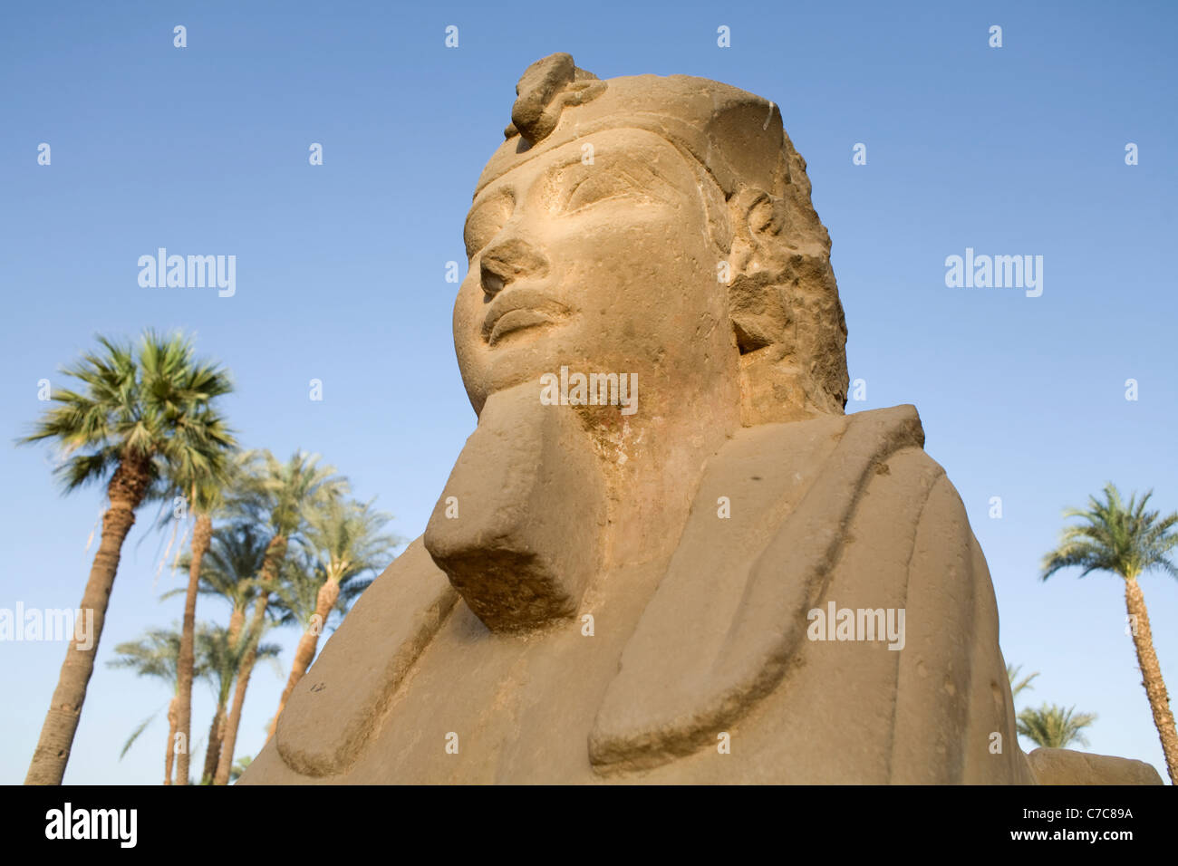 Allee der Sphinxe, Luxor-Tempel, Luxor, Ägypten Stockfoto