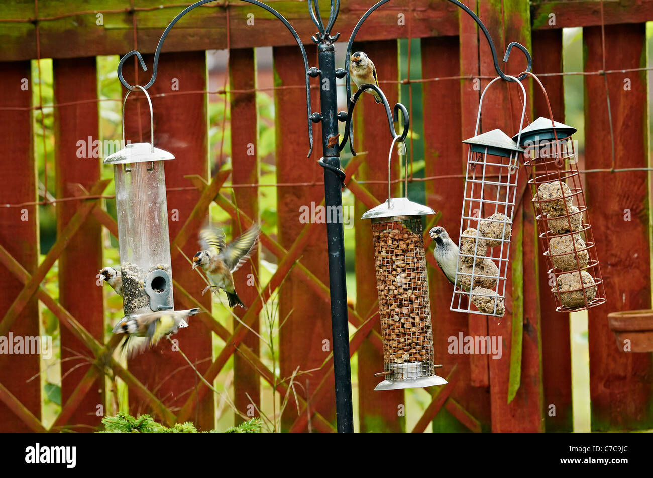 Vögel am Futterhäuschen,(Carduelis carduelis) UK. Stockfoto