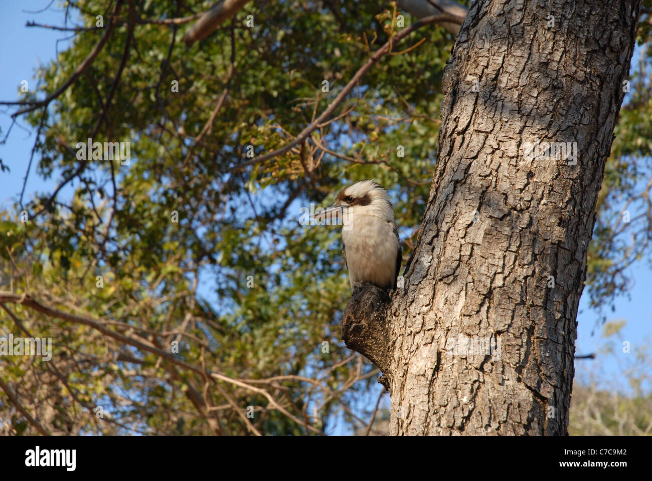 Kookaburra in einem Baum, Radical Bay, Magnetic Island, Queensland, Australien Stockfoto