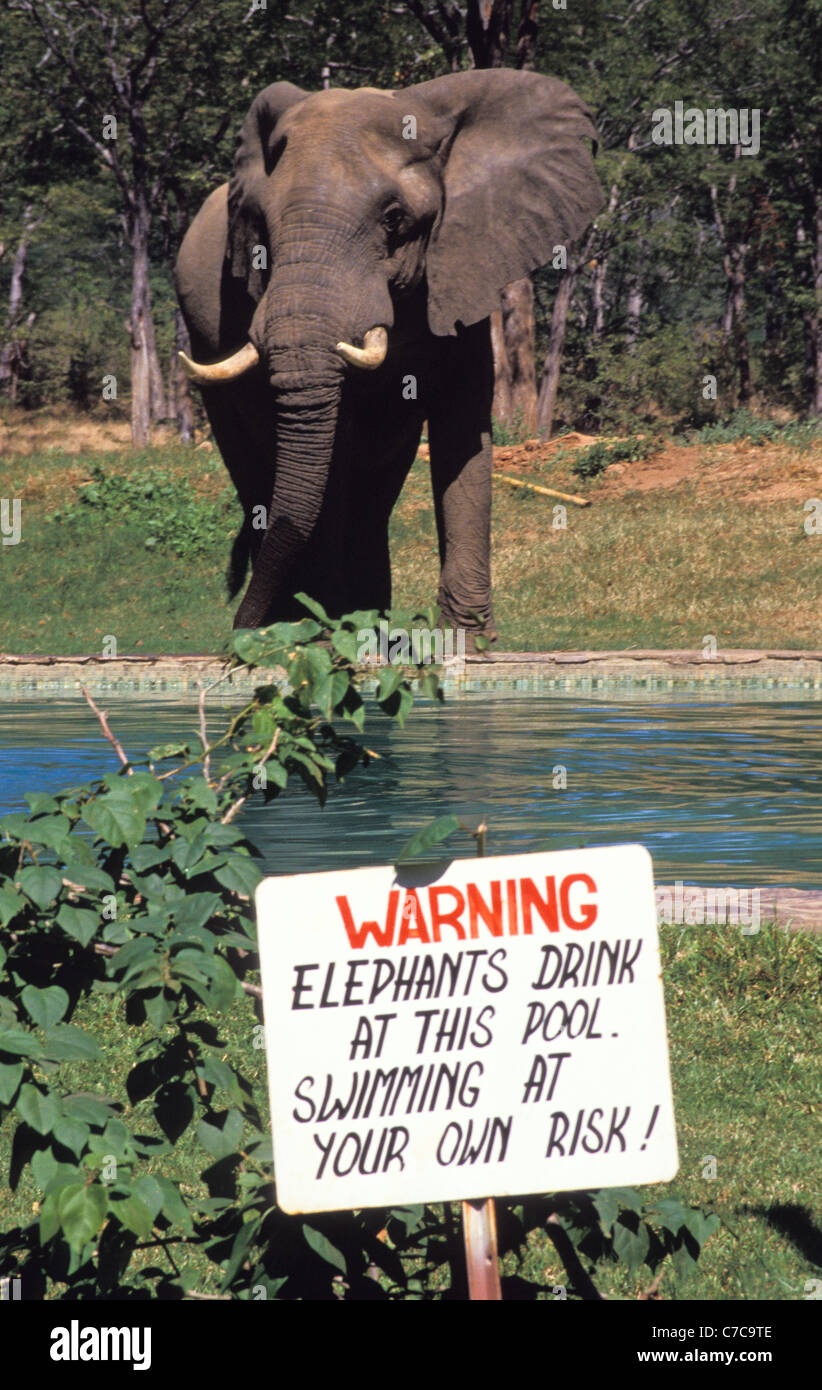 Elefant aus Hotelschwimmbad in Simbabwe zu trinken Stockfoto