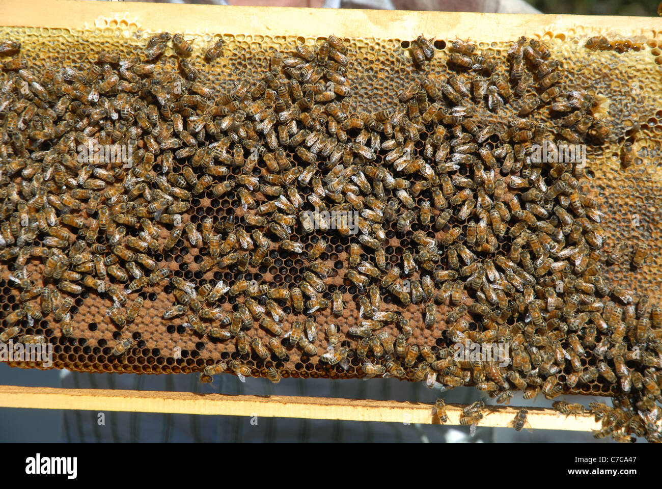 Honigbienen auf Rahmen, Kap Cleveland, Queensland, Australien Stockfoto