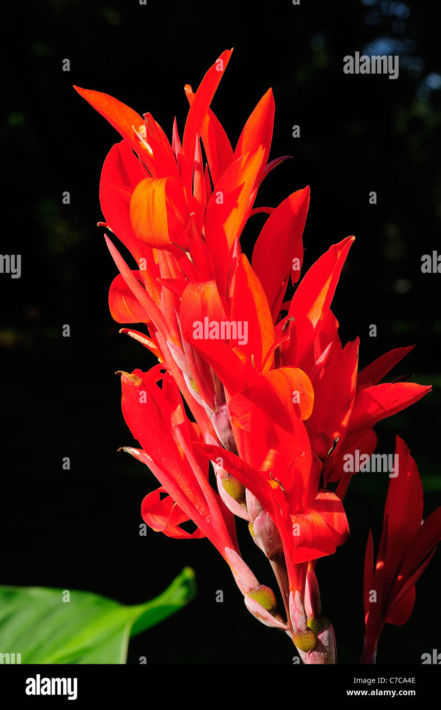 Rote Canna Blume Stockfoto