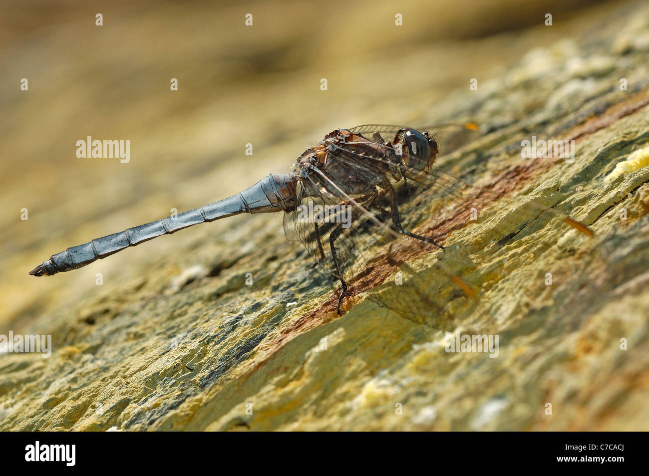 Männliche gekielt Skimmer (Orthetrum Coerulescens) Stockfoto