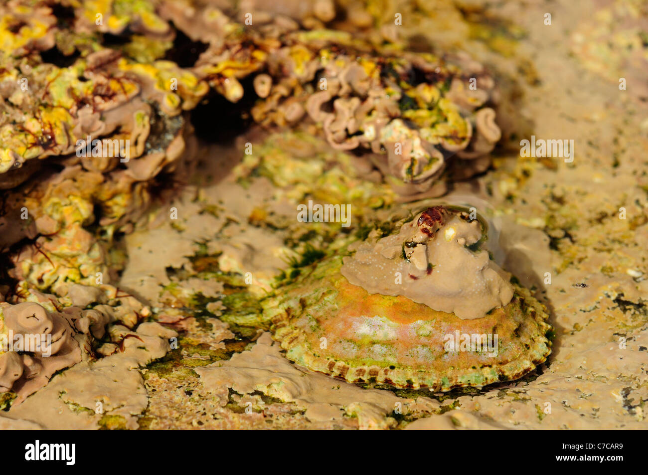 Inkrustieren Coralline Algen (Lithophyllum Incrustans) für eine Limpet und Felsen. Stockfoto