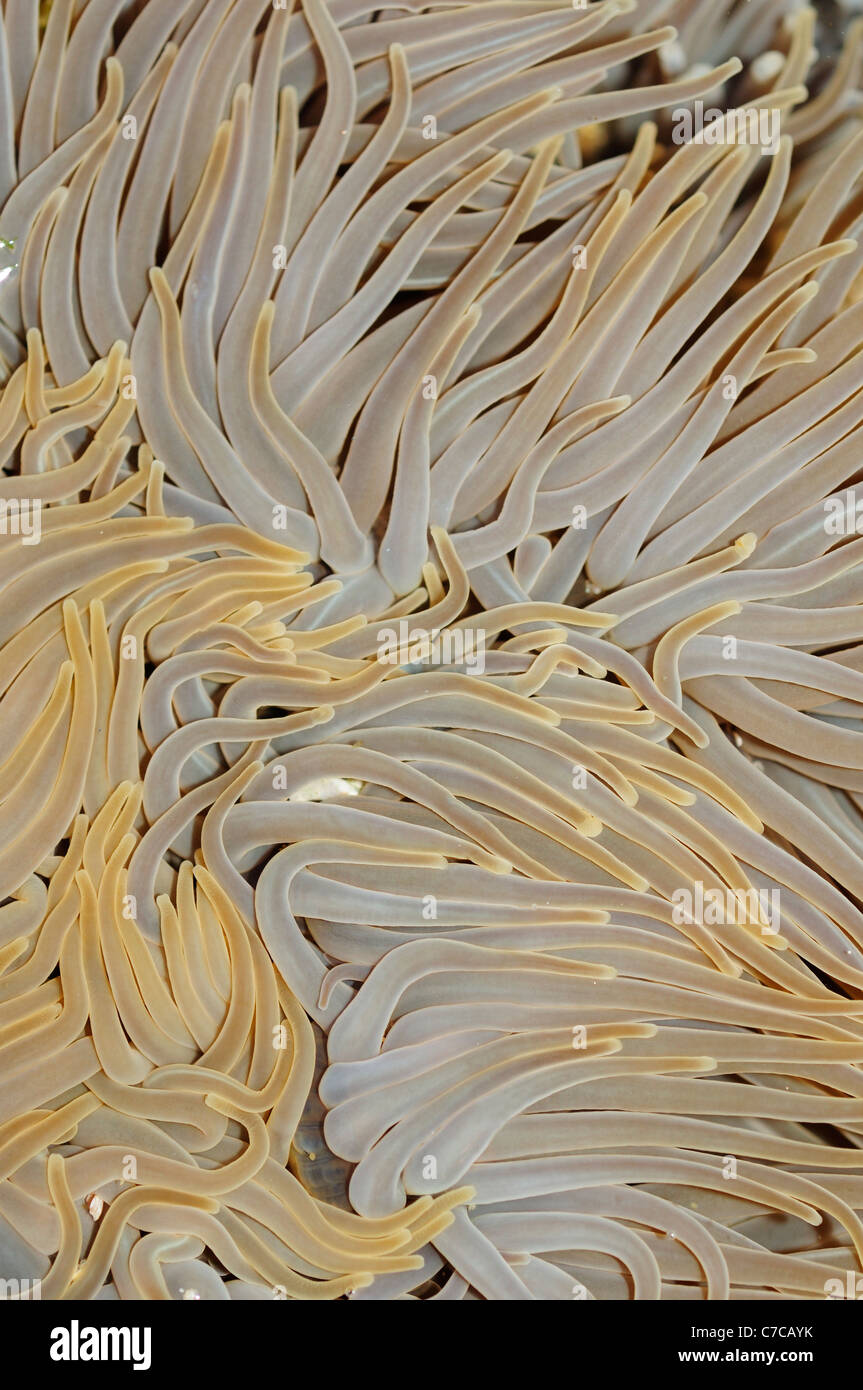 Snakelocks Anemone (Anemonia Viridis) Stockfoto