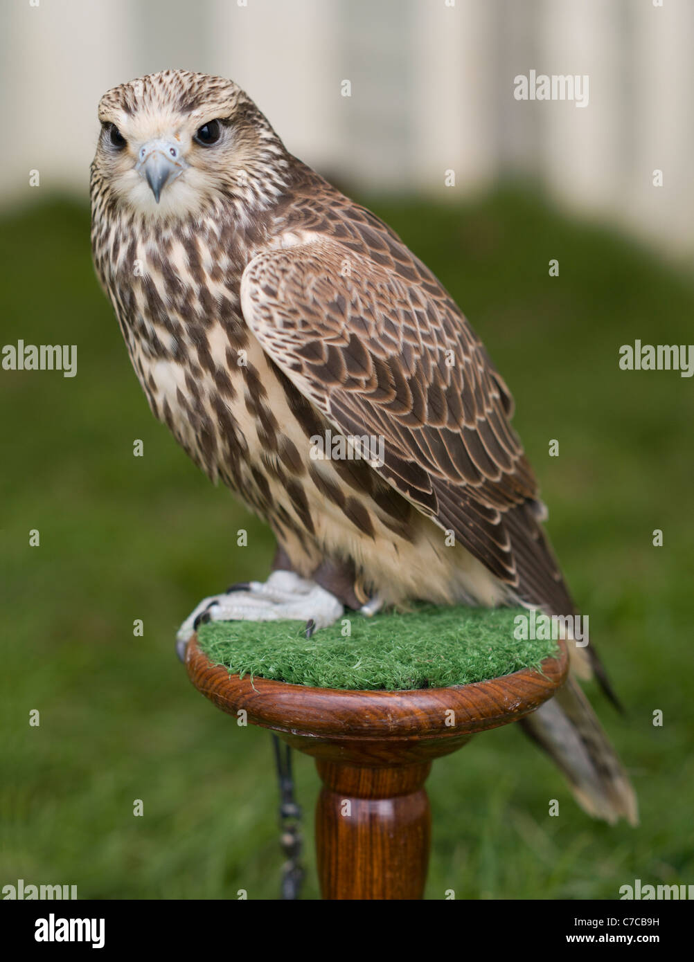 Cheshire Spiel & Country Fair Hybrid Falcon eine männliche Gyr x Saker (Vater war Gerfalken und Mutter eine Saker Falcon Stockfoto