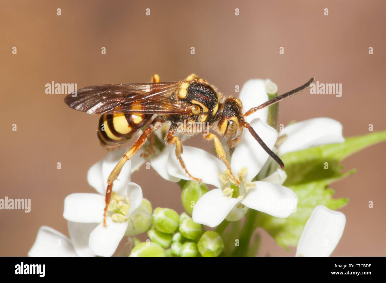 Nomad Bee (Nomada Luteoloides) Stockfoto