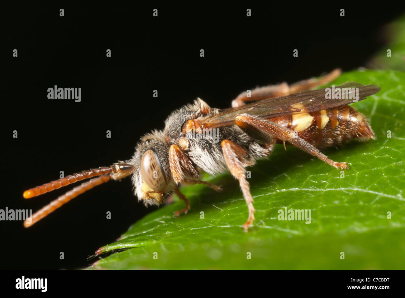 Nomad Bee (Nomada sp.) Stockfoto