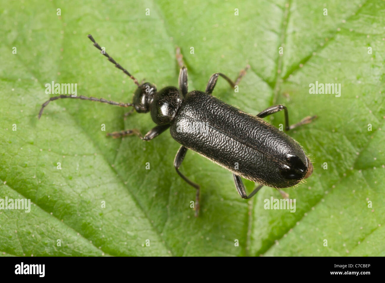 Feuer-farbige Käfer (Pedilus Lugubris) hocken auf einem Blatt. Stockfoto