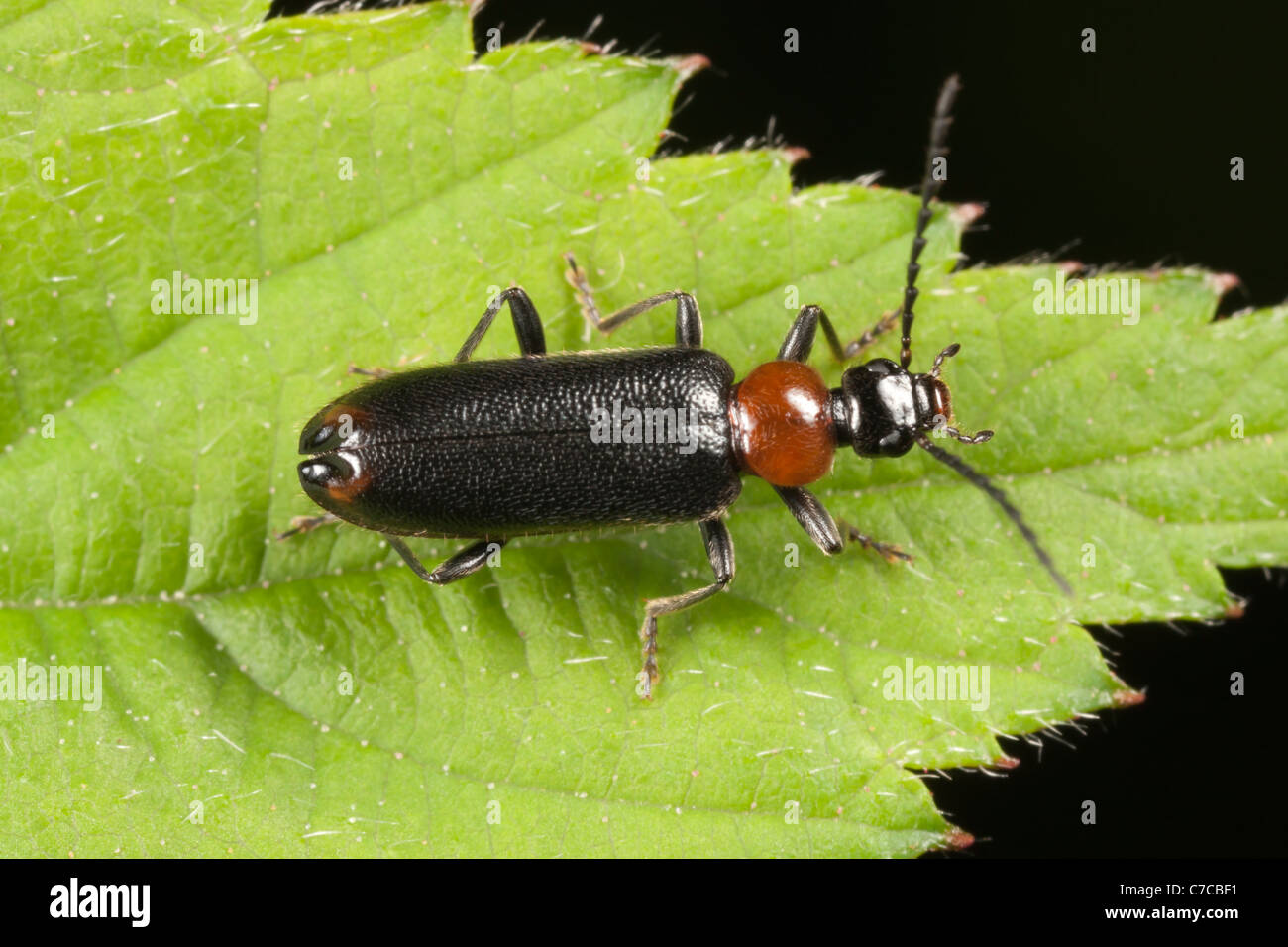 Feuer-farbige Käfer (Pedilus Lugubris) hocken auf einem Blatt. Stockfoto