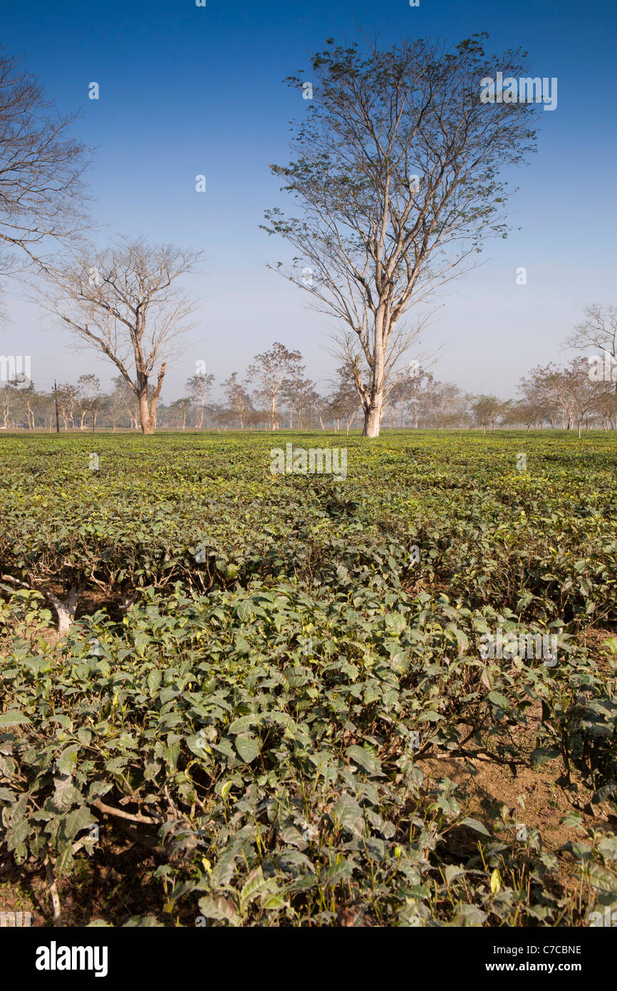 Indien, Assam, Dibrugarh, Tee wächst in Assamese Plantage Stockfoto