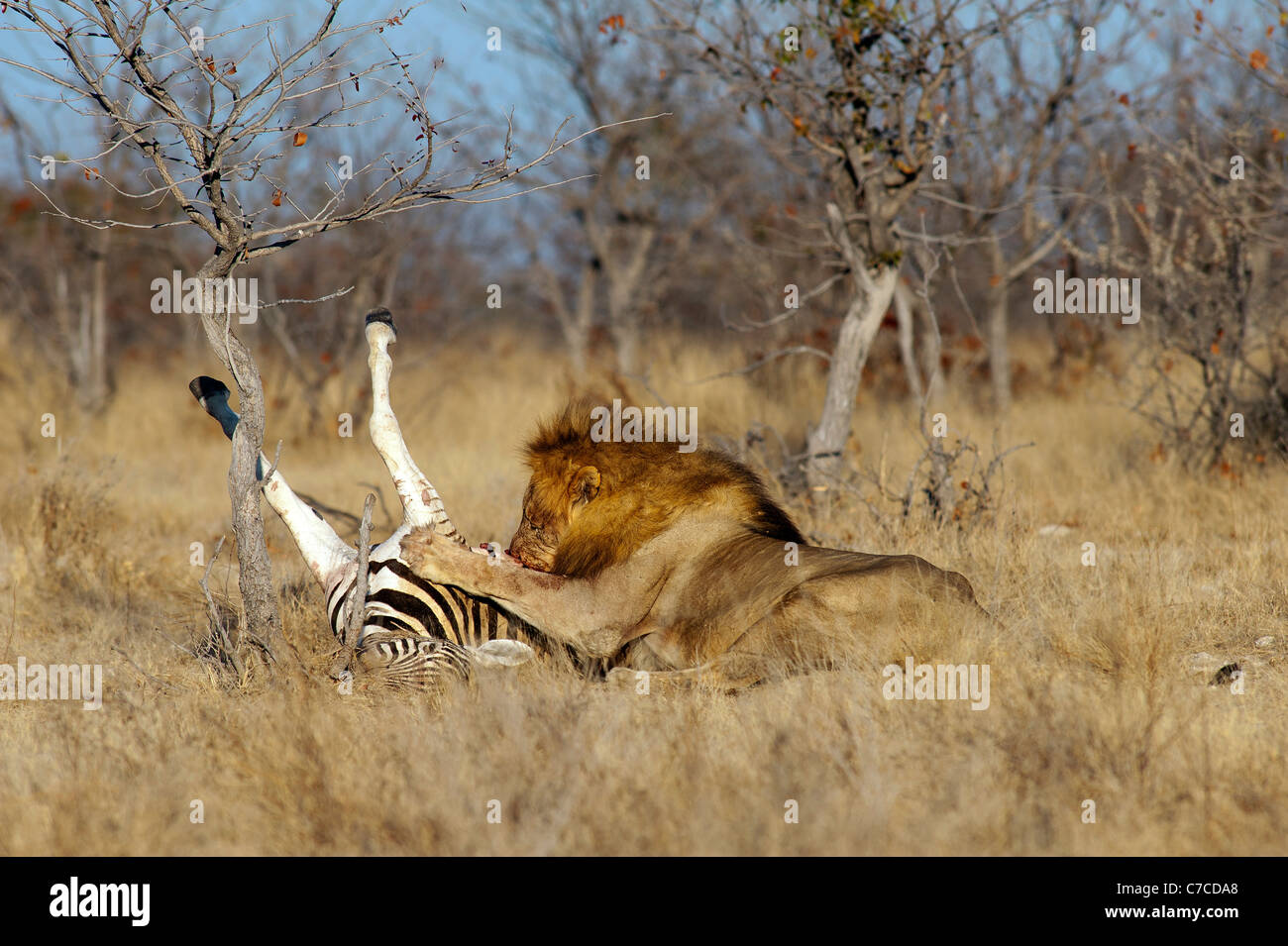 Löwe (Panthera leo) auf einem Zebrakill im Etosha National Park, Namibia Stockfoto