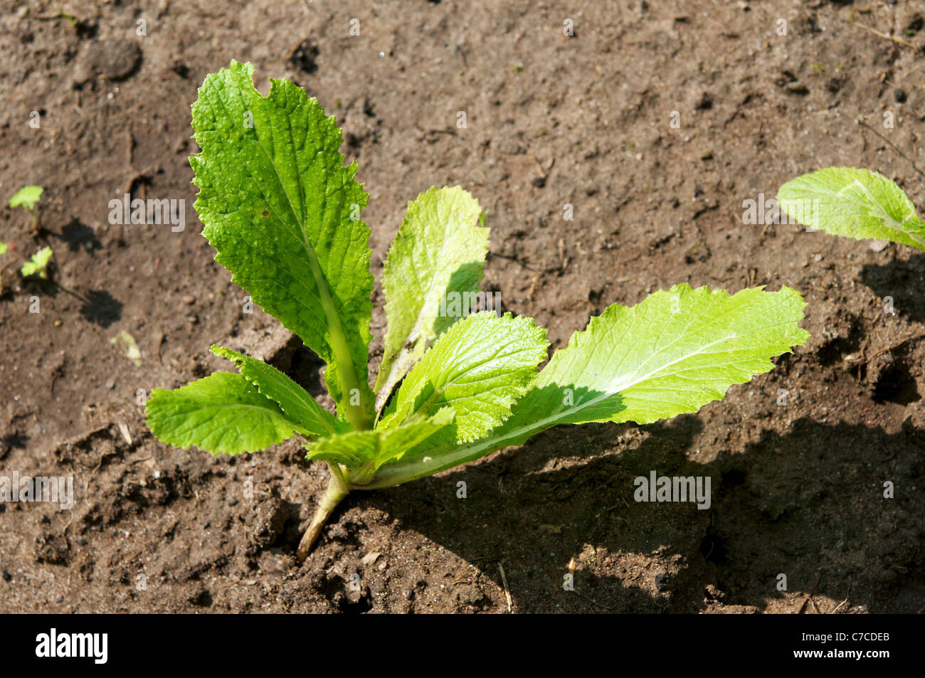 Young-Napa Kohl Werk (Brassica Rapa Subspecies Pekinensis) in unserem Bauerngarten. Stockfoto