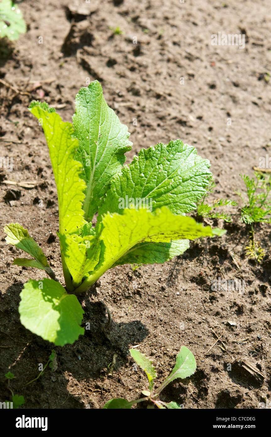 Junge Napa Kohl Werk (Brassica Rapa Subspecies Pekinensis) in unserem Bauerngarten. Stockfoto