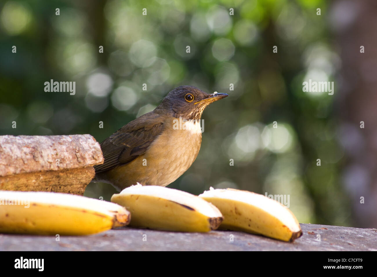 Weiß-necked Drossel (Turdus Albicollis) auf Hinterhof feeder Stockfoto