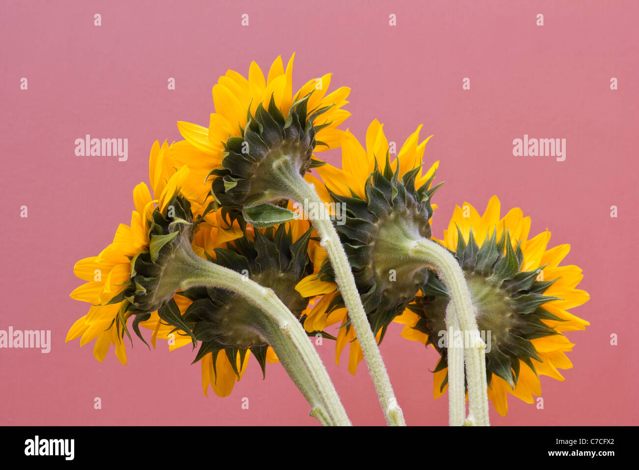 Nahaufnahme der Sonnenblumen (Helianthus Annuus) auf farbigem Hintergrund von hinten gesehen Stockfoto