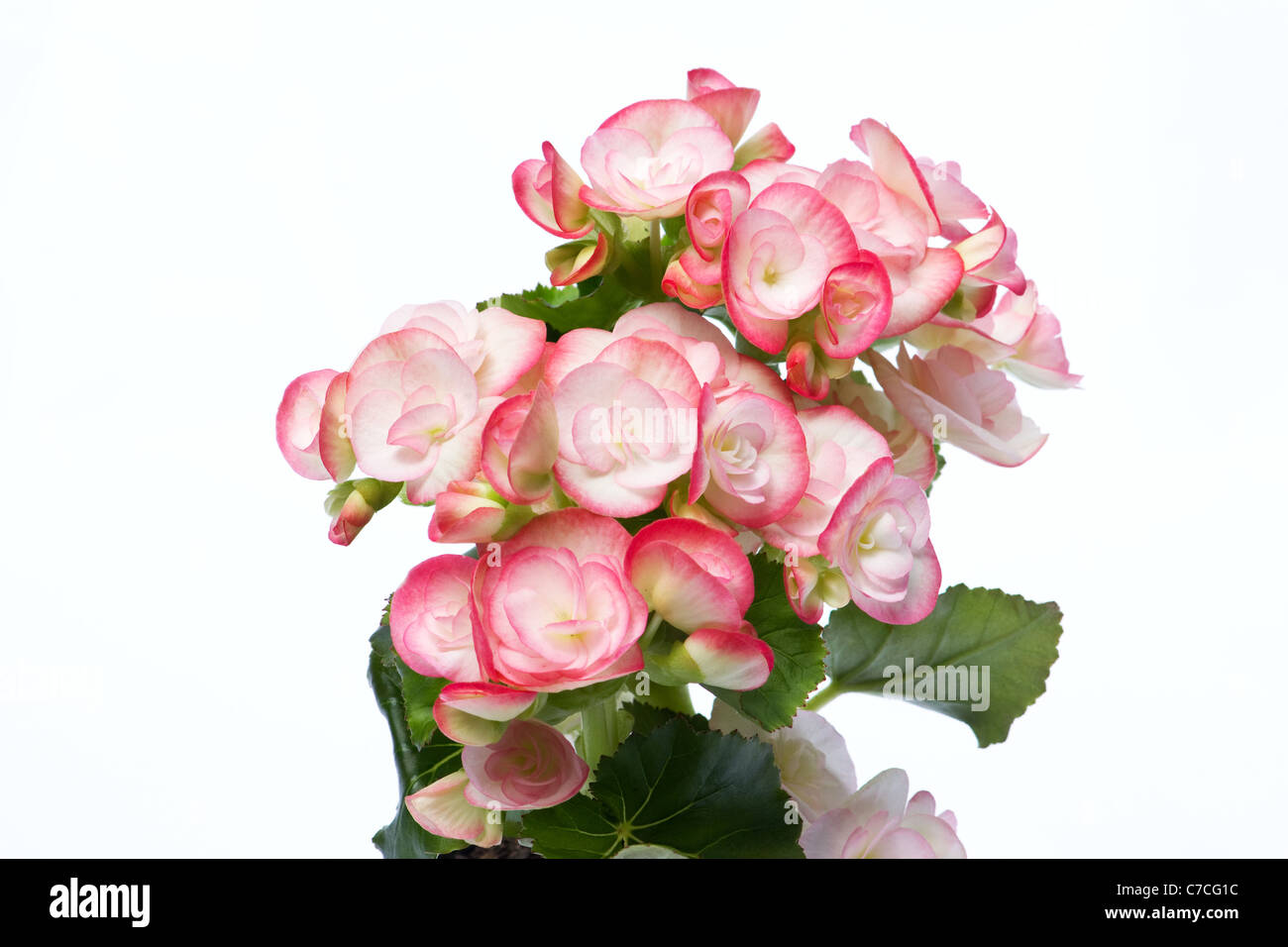 Nahaufnahme der Begonie Volumia stieg auf weißem Hintergrund bicolor Stockfoto