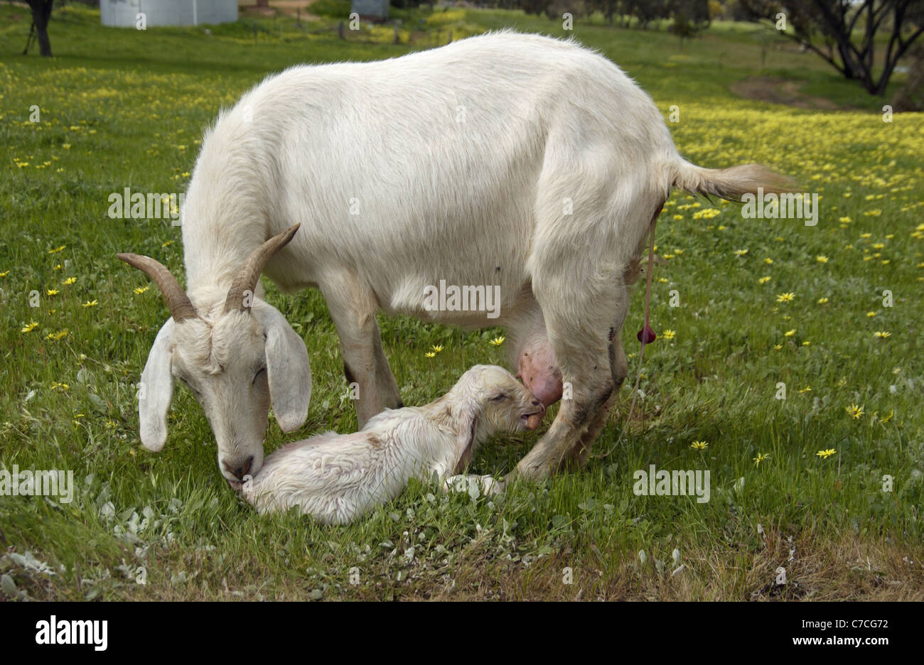 Weiße Hausziege mit einem neugeborenen Kind auf einer Wiese des gelben Margeriten Stockfoto