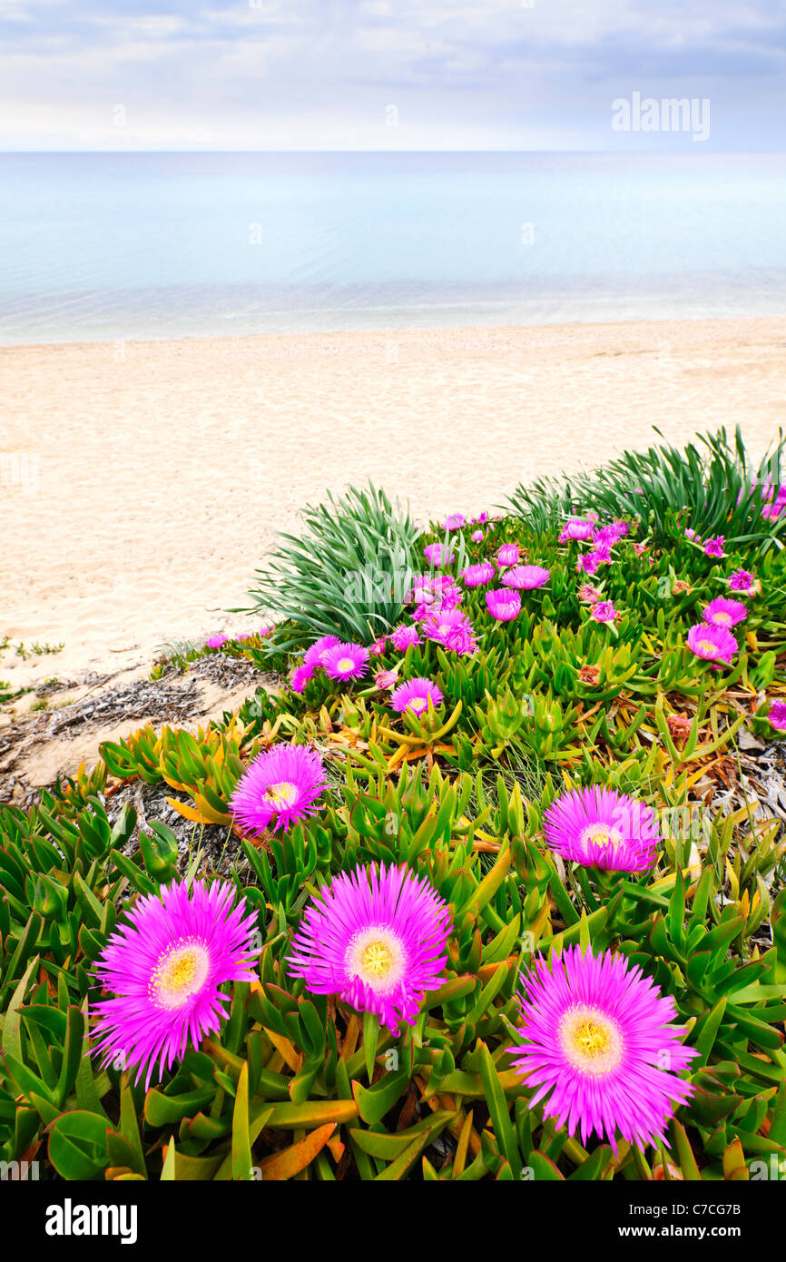 Meer Bild Blumen blühen an der Ägäisküste in Chalkidiki, Griechenland Stockfotografie