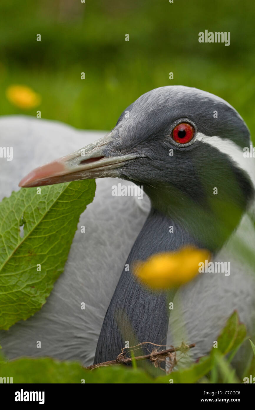 Demoiselle Crane (Menschenaffen Jungfrau). Stockfoto