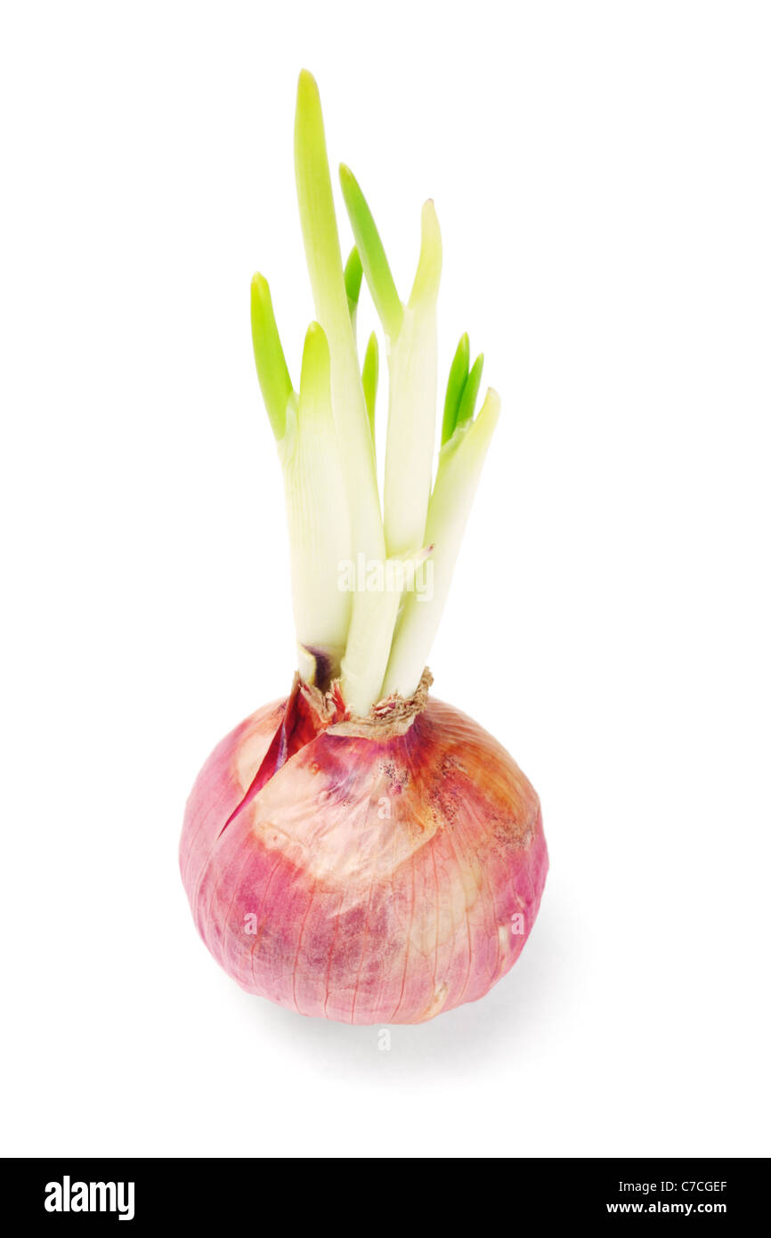 Zwiebel mit jungen Triebe wachsen auf weißem Hintergrund Stockfoto