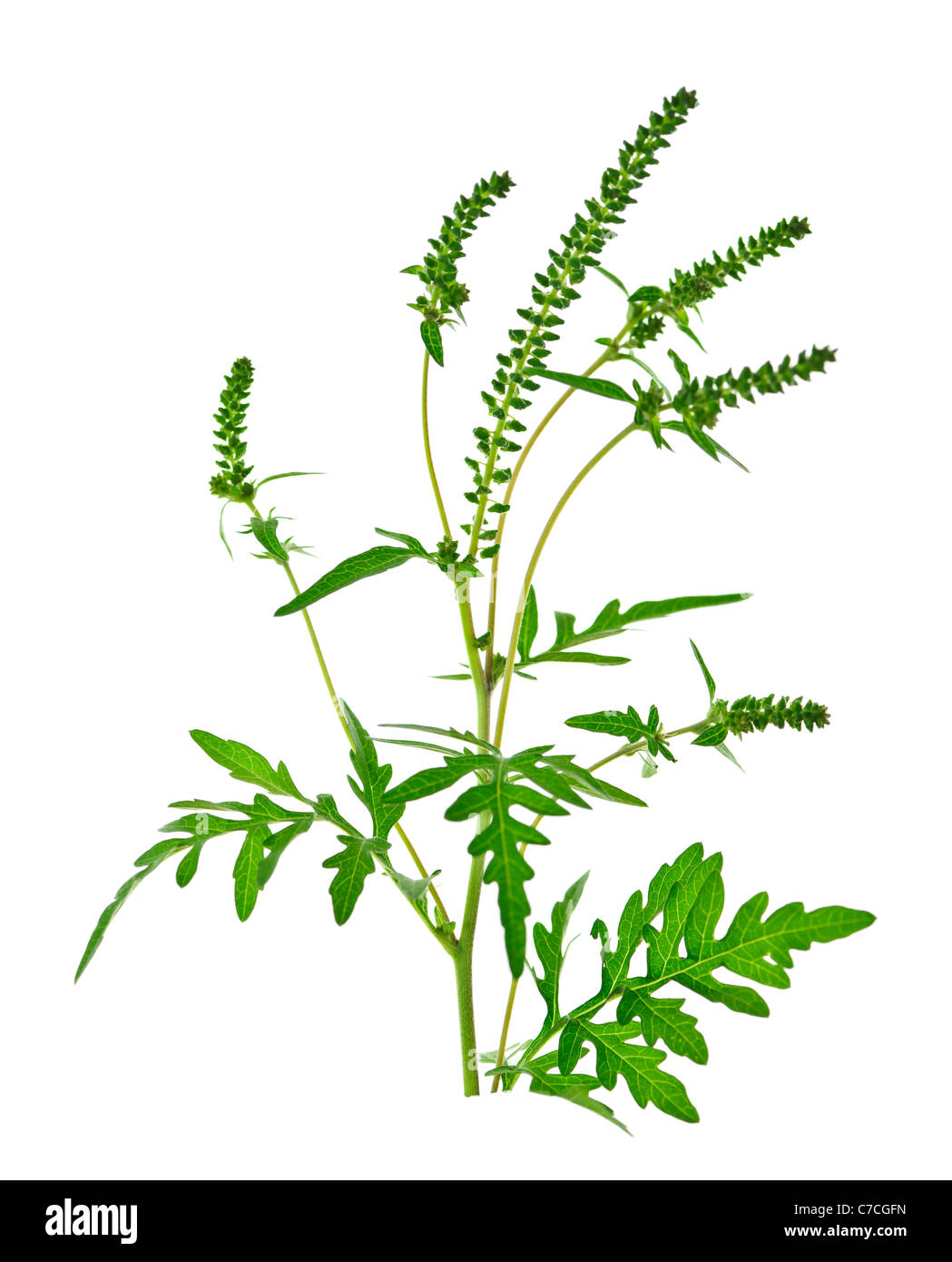 Ambrosia-Pflanze in Allergiesaison isoliert auf weißem Hintergrund, gemeinsame allergen Stockfoto