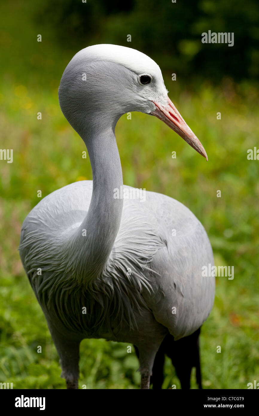 Blau, Paradies oder Stanley Kran (Anthropoides Paradisea). Nationalvogel Südafrikas. Stockfoto