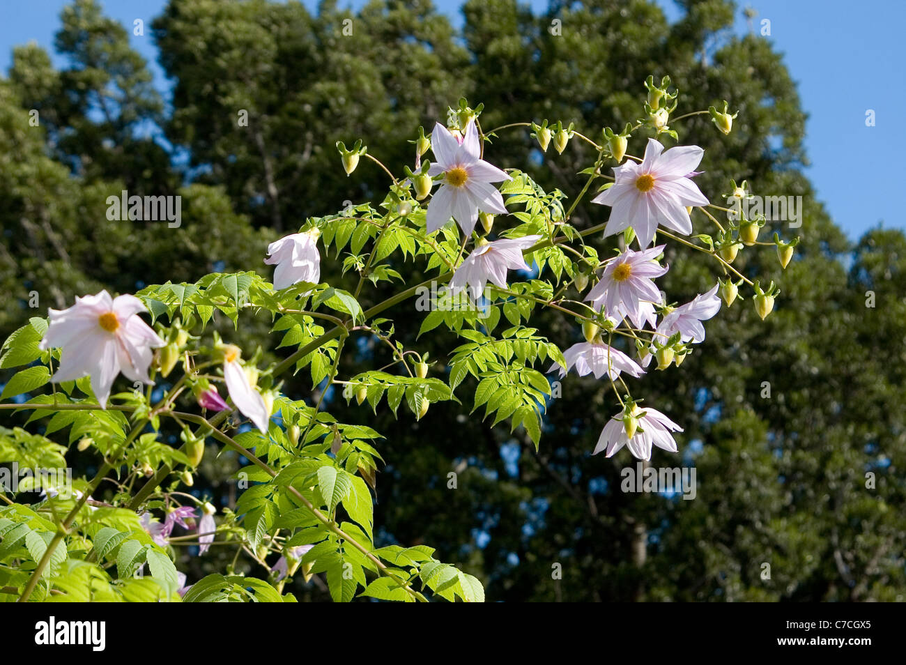 ROSA BLÜHENDER GLOCKENBAUM ODER BAMBUSBAUM DAHLIEN (DAHLIA IMPERIALIS) ADELAIDE, SOUTH AUSTRALIA. Stockfoto