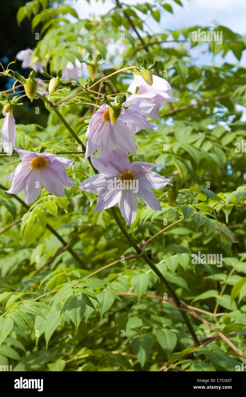 ROSA BLÜHENDER GLOCKENBAUM ODER BAMBUSBAUM DAHLIEN (DAHLIA IMPERIALIS) ADELAIDE, SOUTH AUSTRALIA. Stockfoto