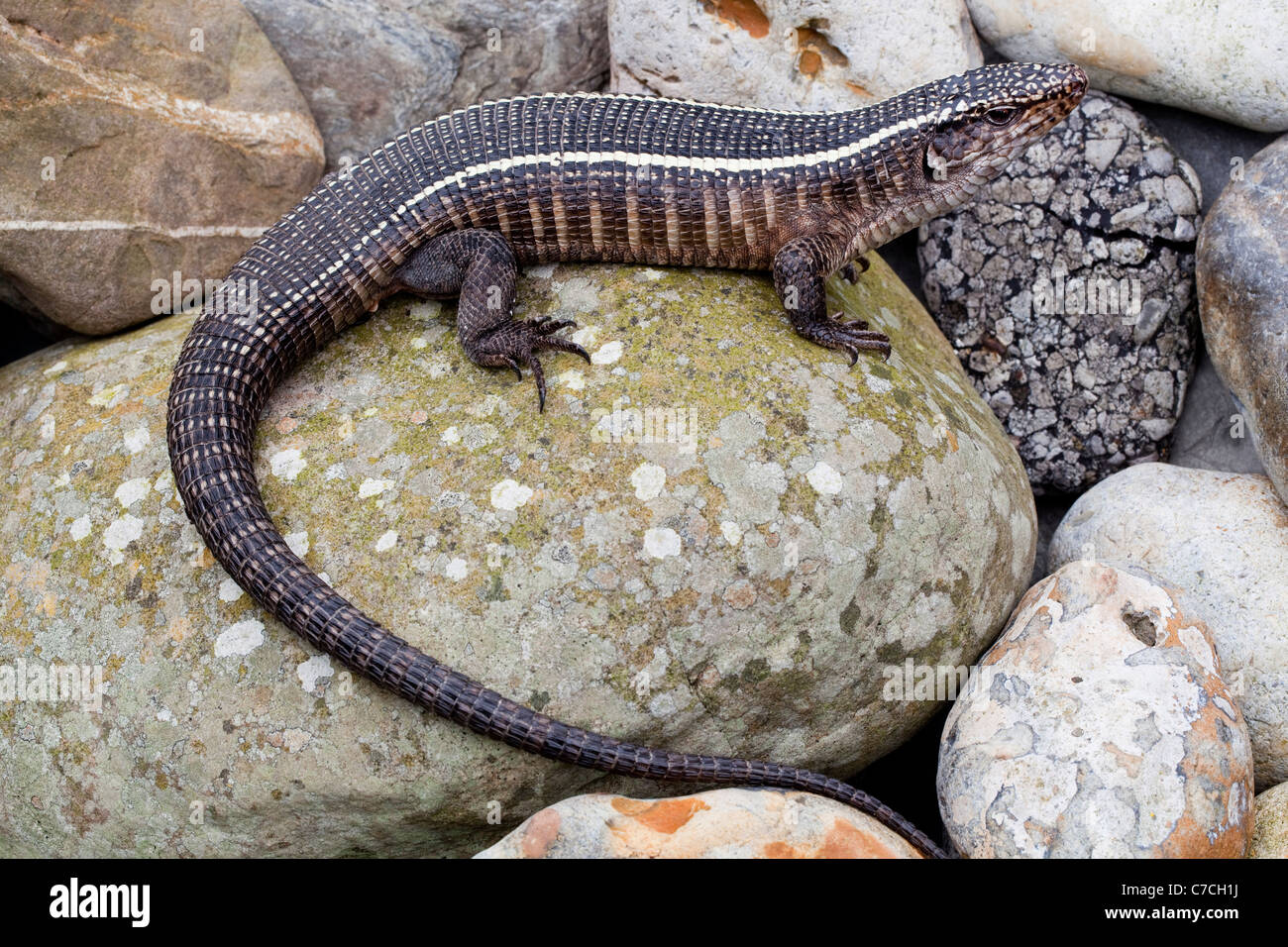 Eidechse (Gerrhosaurus Validus) überzogen. Süd- und Ostafrika. Stockfoto